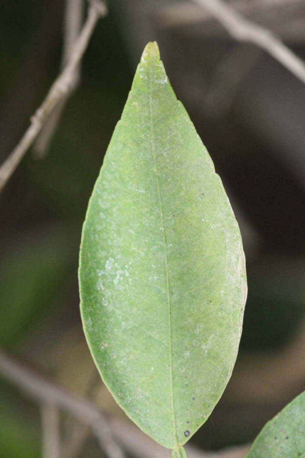            Unifoliolate leaf (Riverside, CA)   